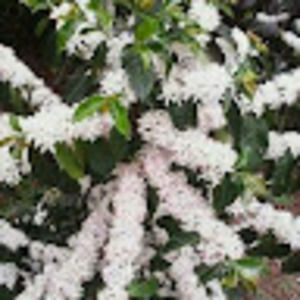 Meet your Posher, Jose